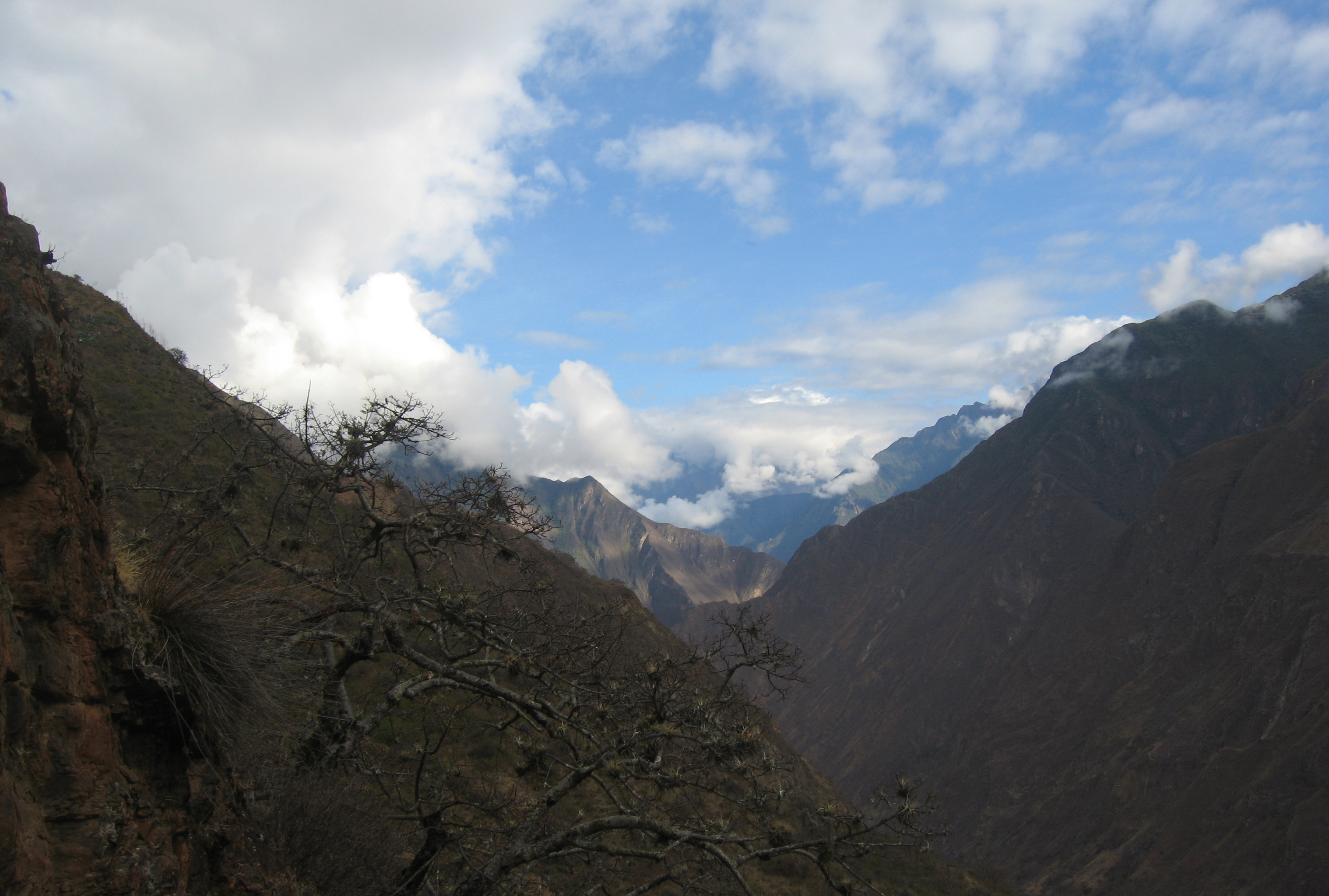 4895 up the valley w tree